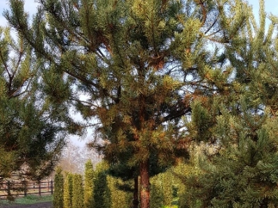 Pinus sylvestris_Ho-