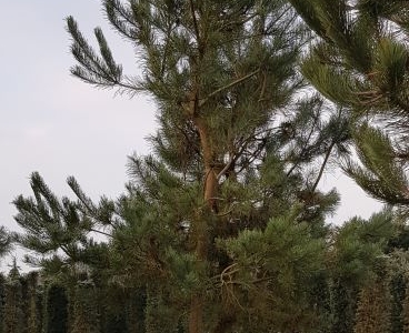 Pinus sylvestris_MRST