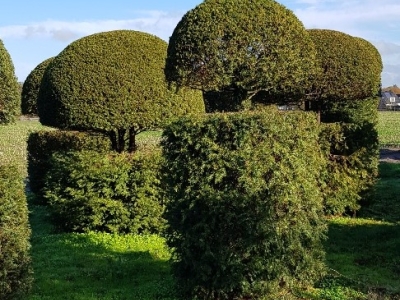 Taxus baccata Guards 02