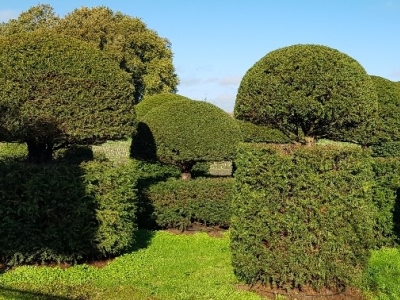 Taxus baccata Guards 03