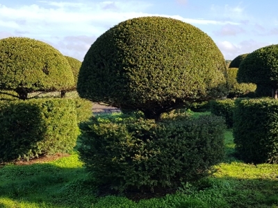 Taxus baccata Guards 04