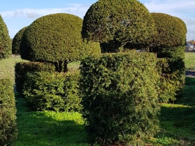 Taxus baccata Guards 07