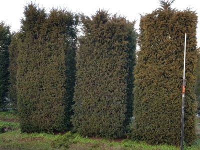 Taxus baccata Hegelement 250 +x 100x 80