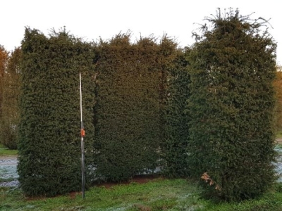 Taxus baccata Hegelement 250+x 100x 80