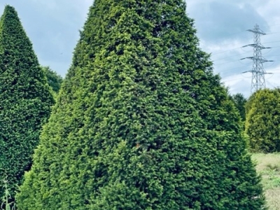 Taxus baccata Pyramide