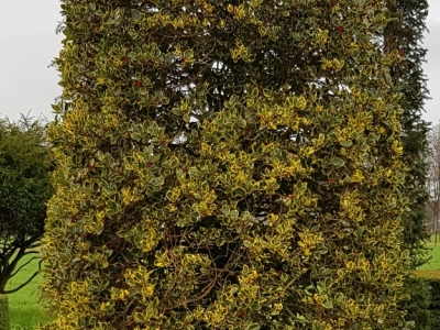 Ilex aquifolium 'Rubricaulis Aurea' Sol