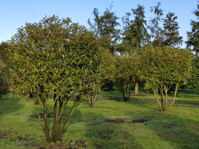 Prunus laurocerasus 'Herbergii' MRST Parasol H225-275xB50-225