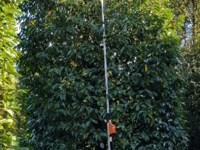 Prunus lusitanica Angustifolia Bijenkorf