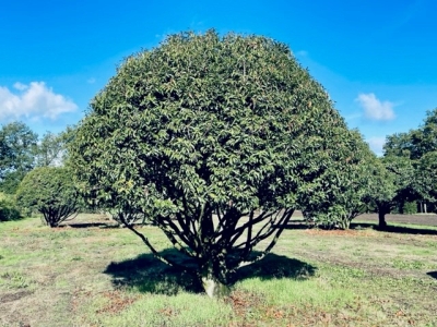 Prunus lusitanica Angustifolia MRST-topiary