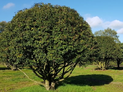 Prunus lusitanica Angustifolia-MRST Scherm