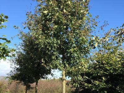 Quercus patraea