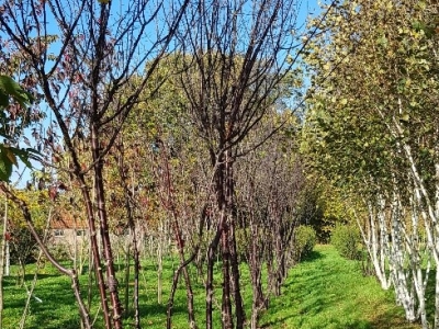 Prunus serrula MRST