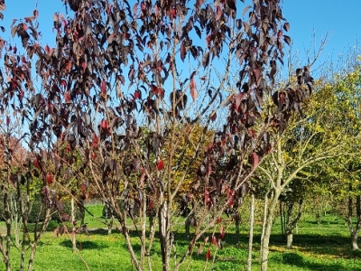 Prunus serrulata 'Royal Burgundy' MRST