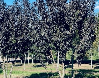Prunus serrulata 'Royal Burgundy'_MRST
