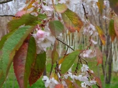 Prunus subhirtella 'Autumnalis' Flowering detail