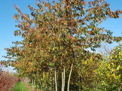 Prunus yedoensis MRST Autumn