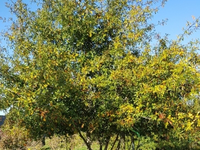 Quercus nigra MRSTAM