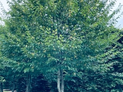 Carpinus betulus Topiary TL 1