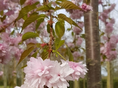 Prunus 'Kiku-shidare-zakura' Bloei 