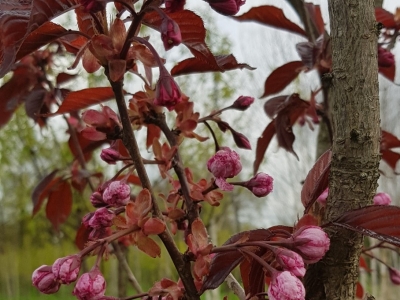 Prunus serrulata 'Royal Burgundy' bloei