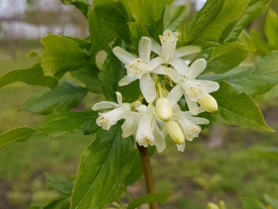 Staphylea colchica bloeiwijze