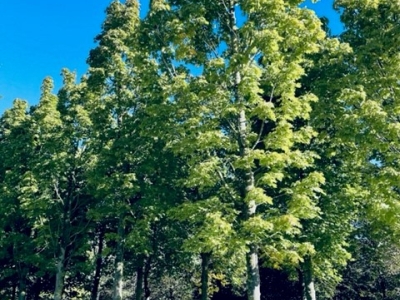 Acer platanoides 'Columnare' H 