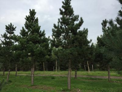 Pinus nigra 