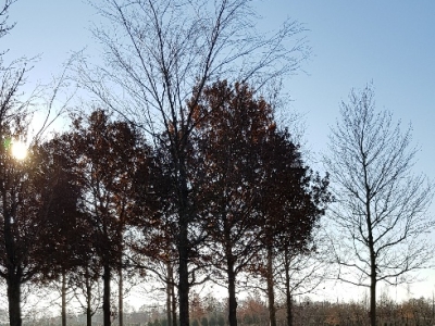 Betula nigra - Quercus robur - Platanus hispanica